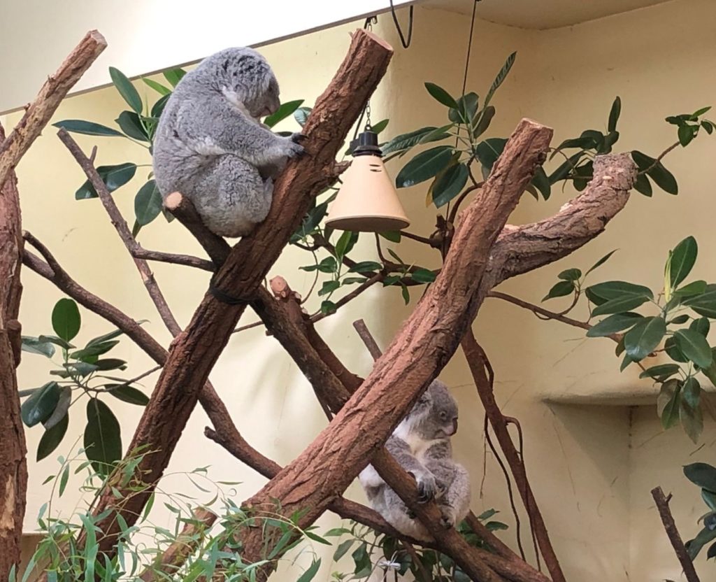 Koalas beim Nixtun.